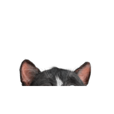 Peeking Cat